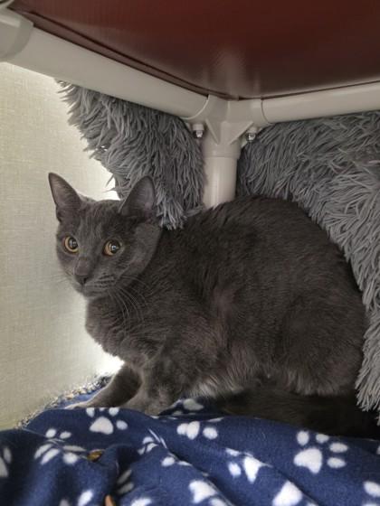 Stella, Adoptable, Adult Female Domestic Short Hair & Domestic Short Hair.