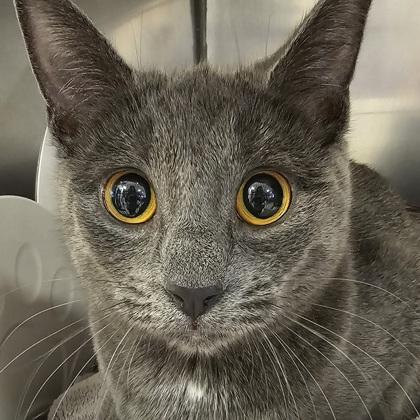 Stella, Adoptable, Adult Female Domestic Short Hair & Domestic Short Hair.