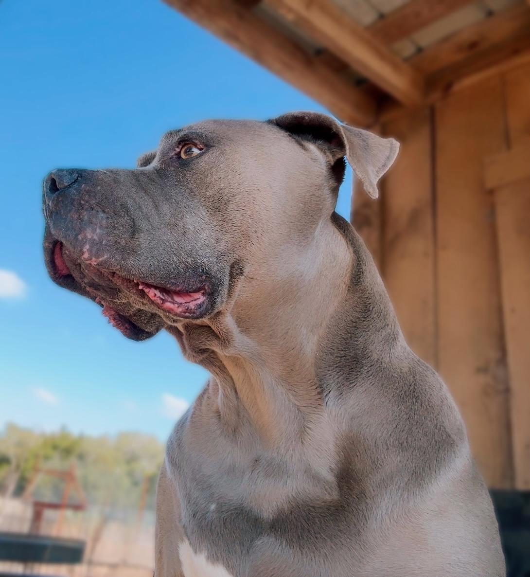 Cesar Licious , a ADOPTABLE mixed breed in Long Beach, CA image 2/2