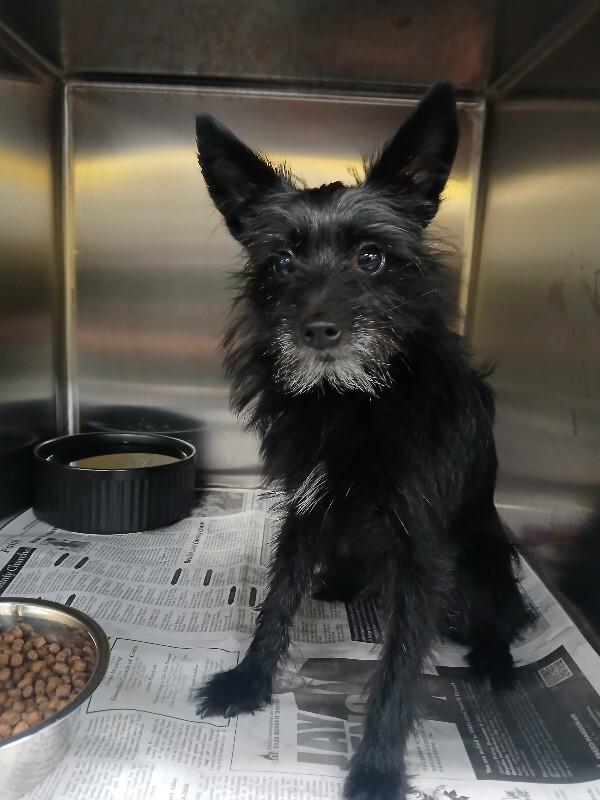 Benji, Adoptable, Adult Male Schnauzer & Miniature Poodle.