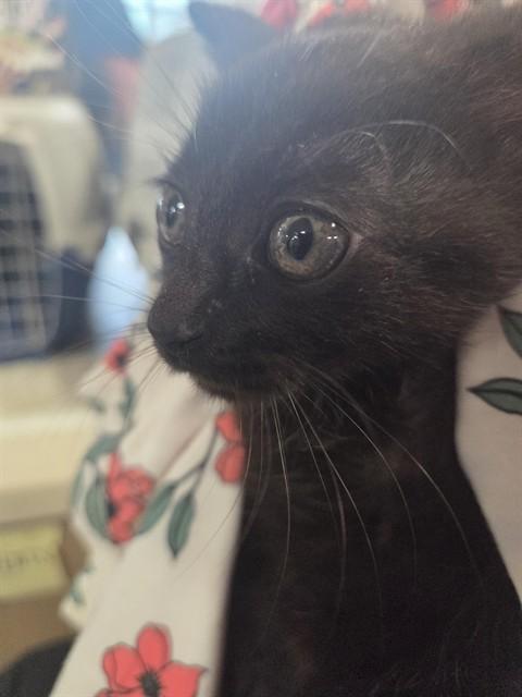 MAMI, Adoptable, Kitten Female Domestic Short Hair.