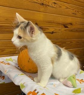 Enlarge Kira - fluffy dilute calico - super friendly and talkative, a Adopted Dilute Calico in Cary, NC image 2/6