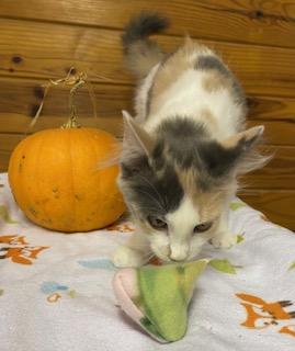 Enlarge Kira - fluffy dilute calico - super friendly and talkative, a Adopted Dilute Calico in Cary, NC image 4/6