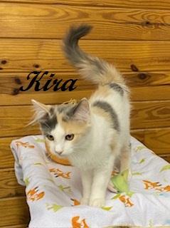 Kira - fluffy dilute calico - super friendly and talkative, Adopted, Kitten Female Dilute Calico.