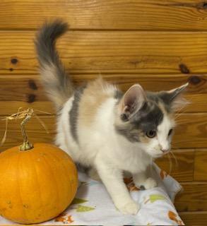 Enlarge Kira - fluffy dilute calico - super friendly and talkative, a Adopted Dilute Calico in Cary, NC image 5/6