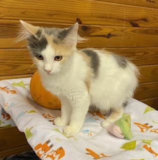 Enlarge Kira - fluffy dilute calico - super friendly and talkative, a Adopted Dilute Calico in Cary, NC image 3/6