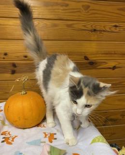 Enlarge Kira - fluffy dilute calico - super friendly and talkative, a Adopted Dilute Calico in Cary, NC image 6/6
