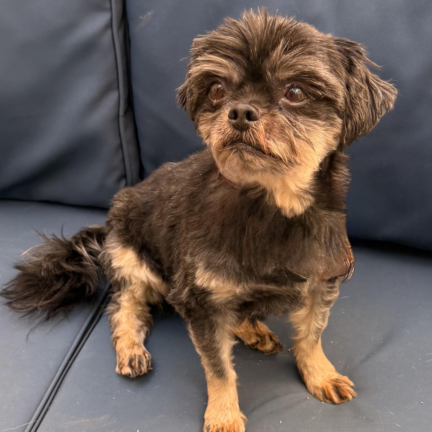 Archie, a ADOPTABLE mixed breed in Charlotte, NC image 1/5