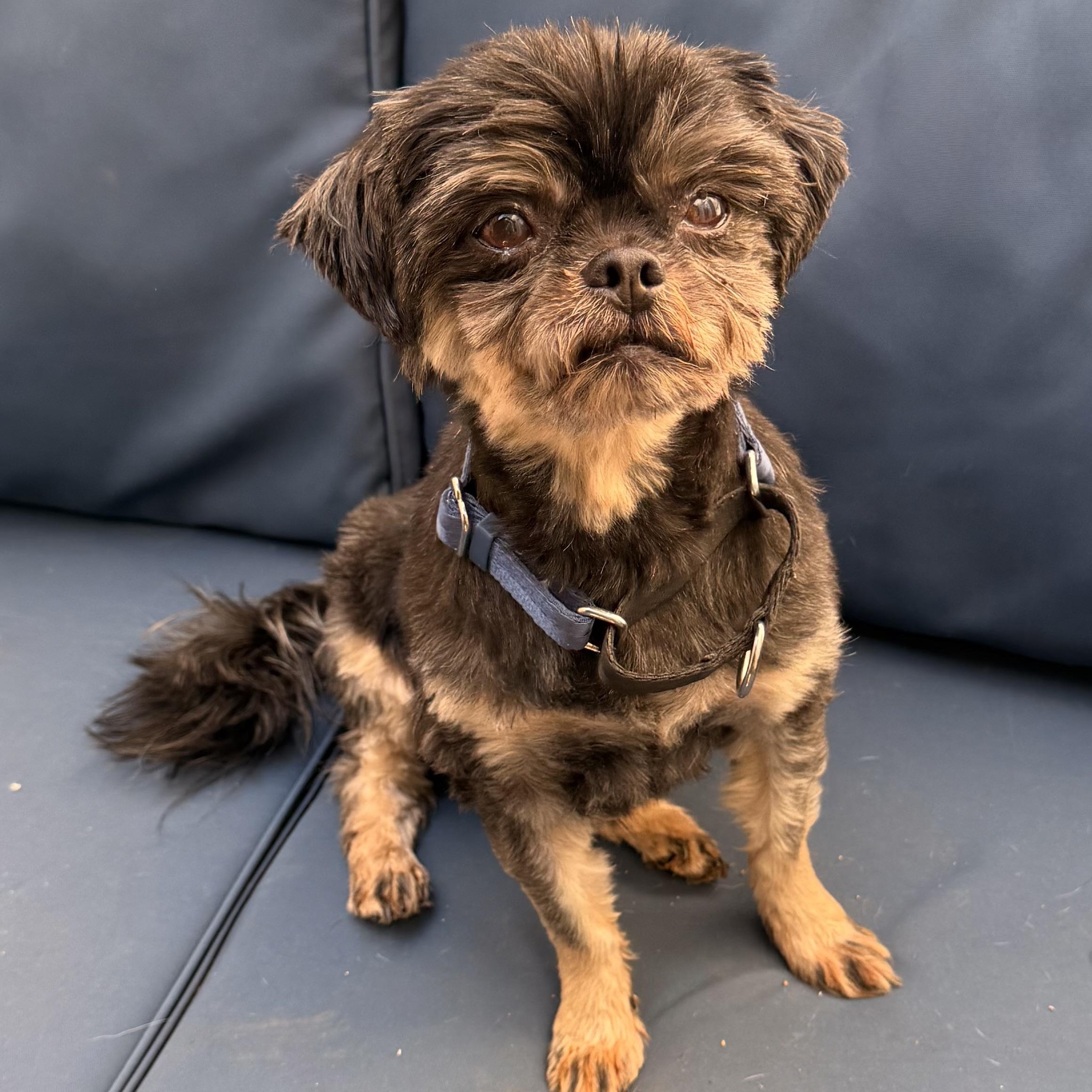 Archie, a ADOPTABLE mixed breed in Charlotte, NC image 5/5