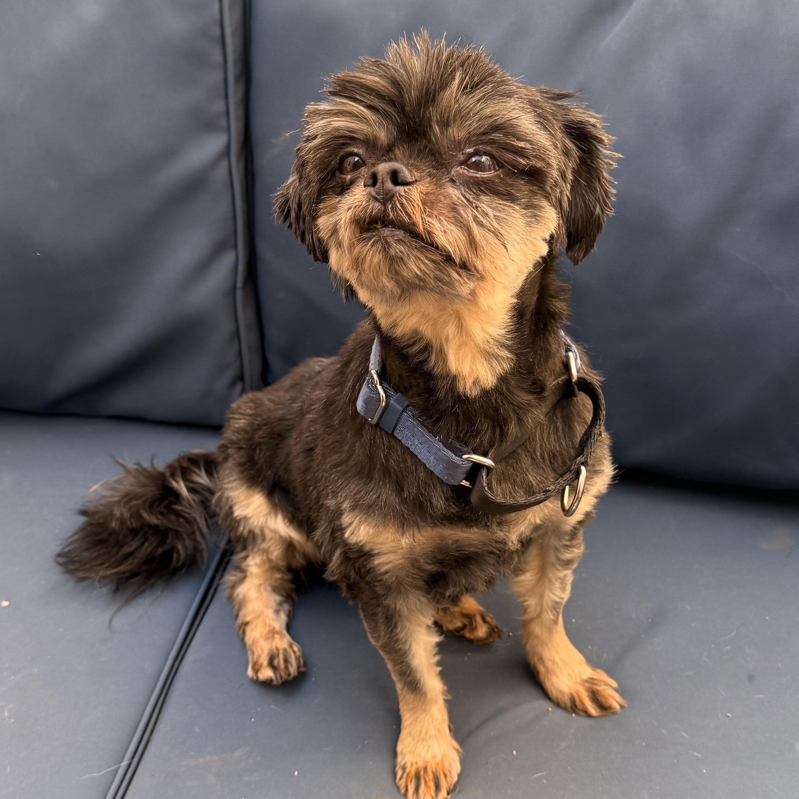 Archie, a ADOPTABLE mixed breed in Charlotte, NC image 4/5