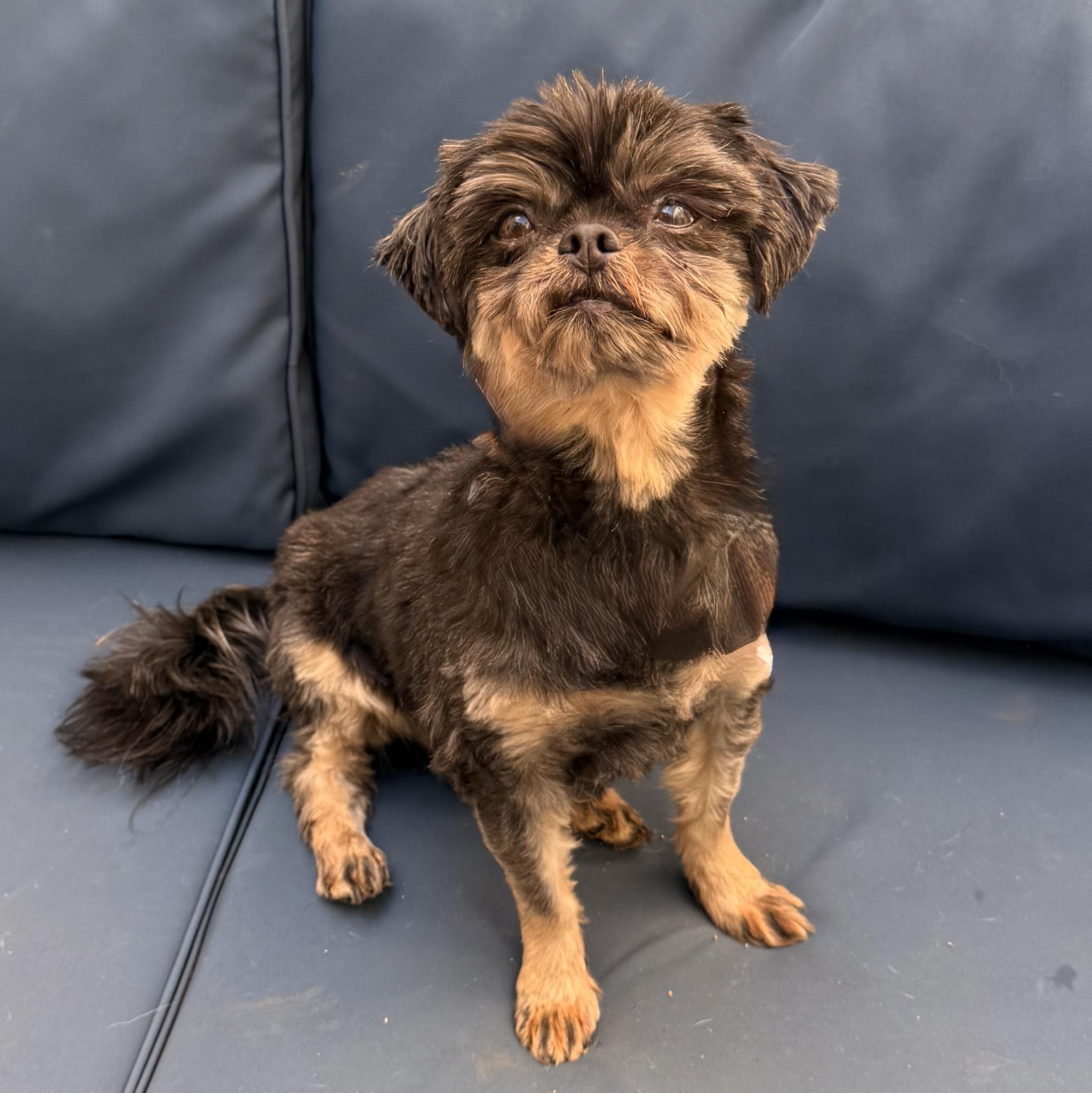 Archie, a ADOPTABLE mixed breed in Charlotte, NC image 3/5