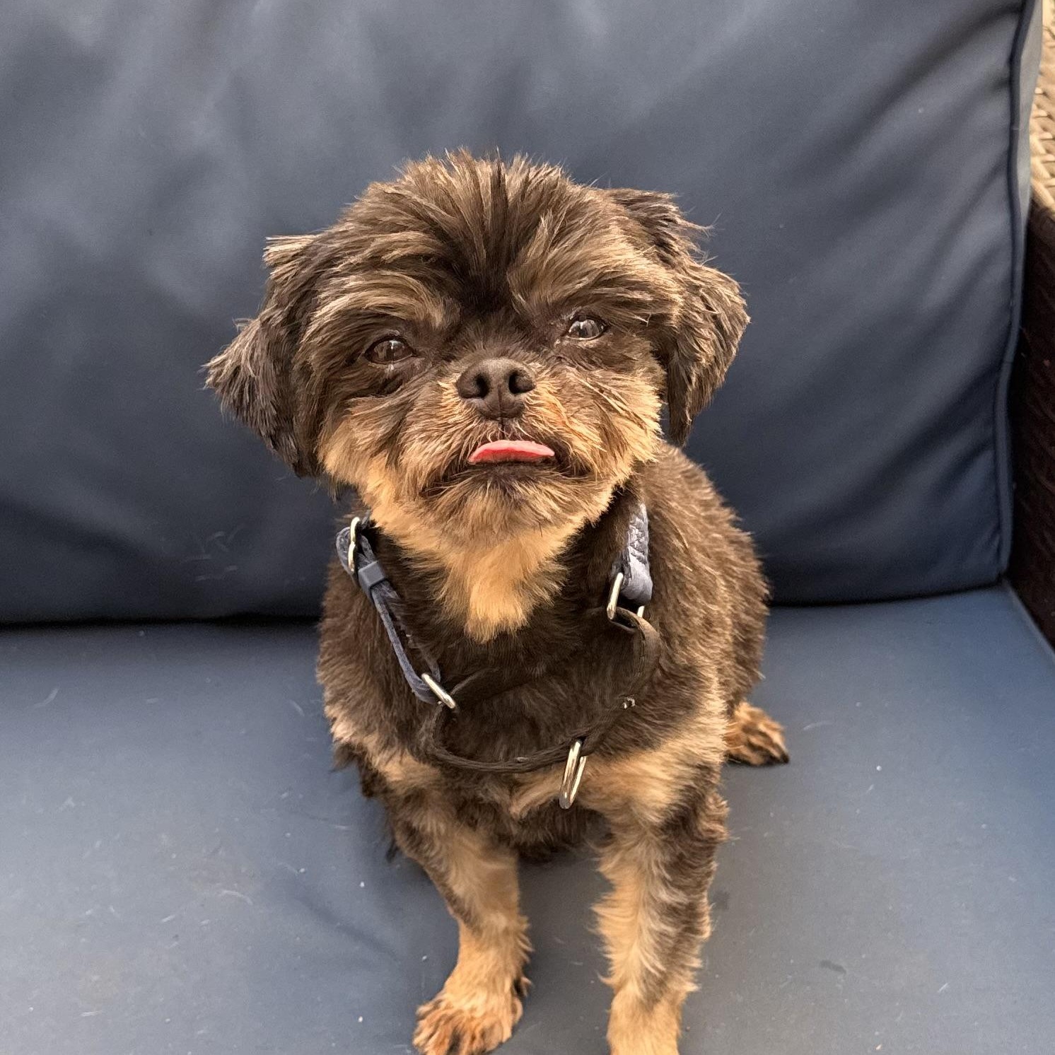Archie, a ADOPTABLE mixed breed in Charlotte, NC image 2/5