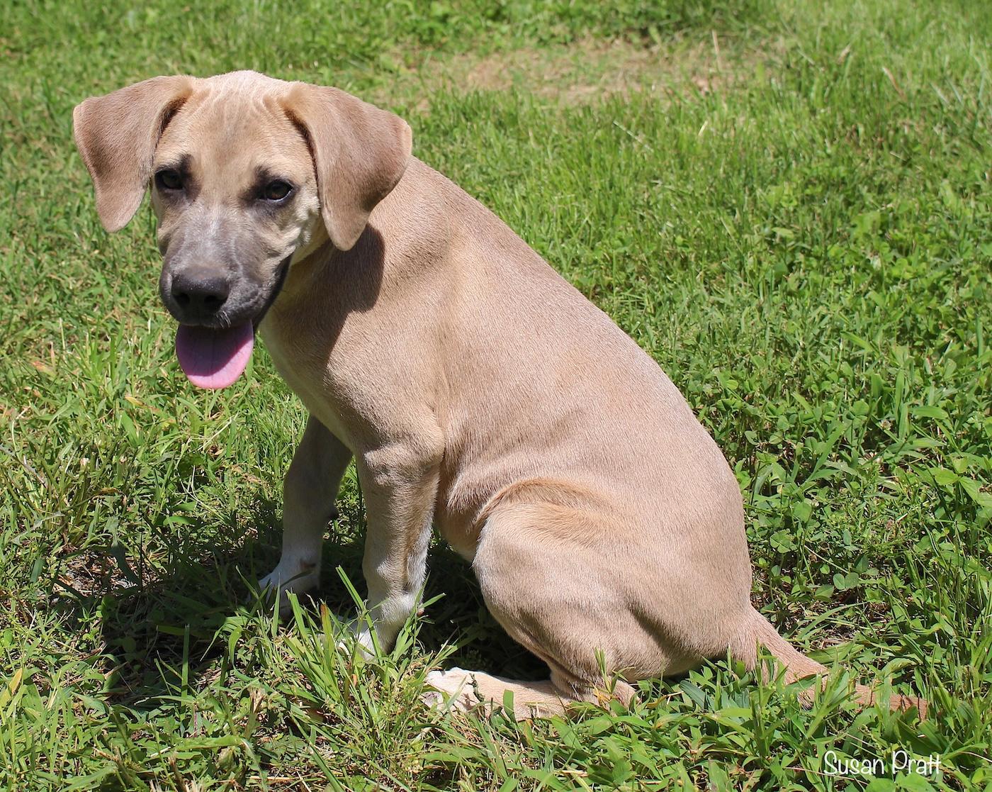Ozzie, a ADOPTABLE mixed breed in Bedford, VA image 6/6