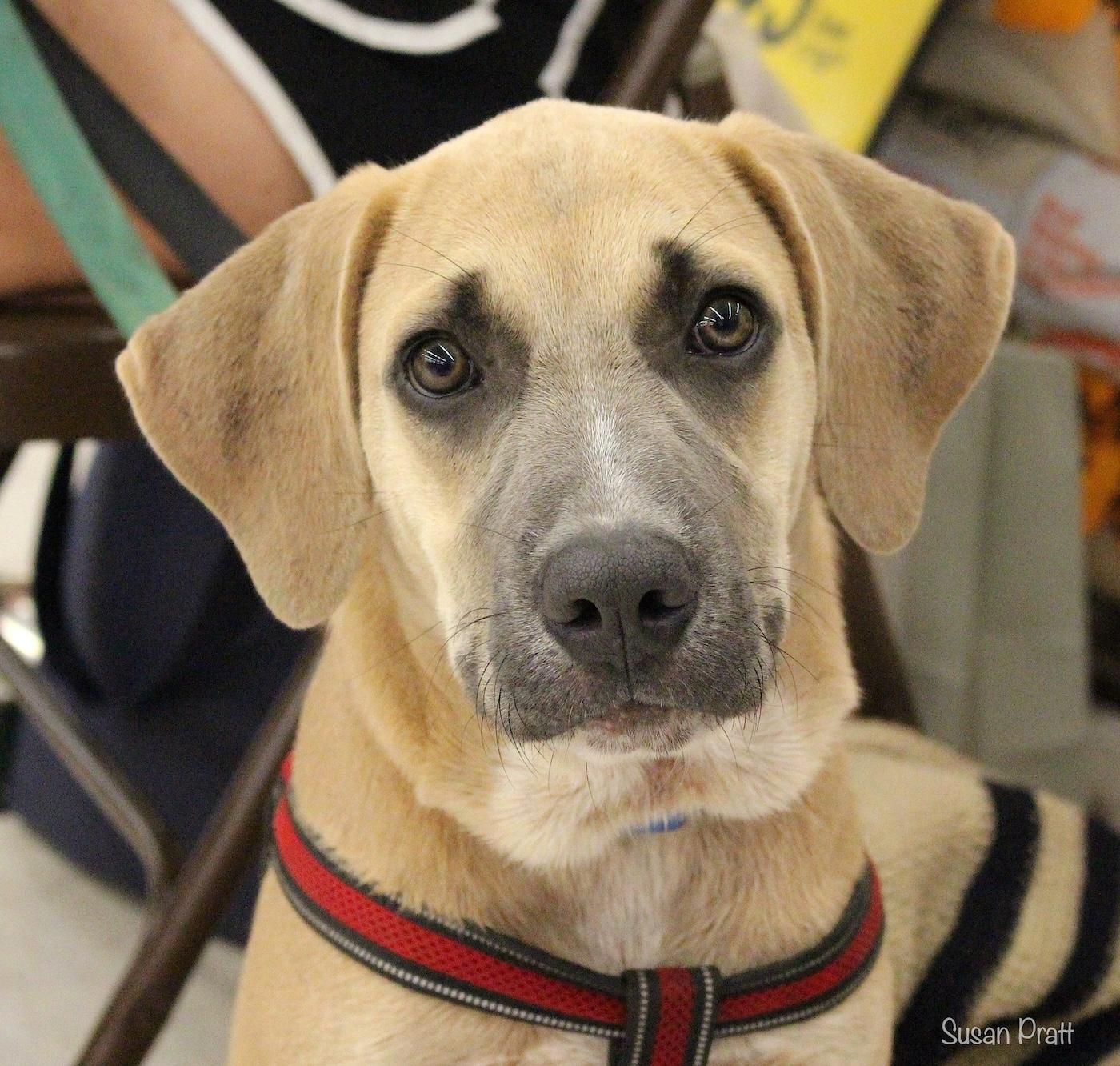 Enlarge Ozzie, a Adoptable mixed breed in Bedford, VA image 1/6