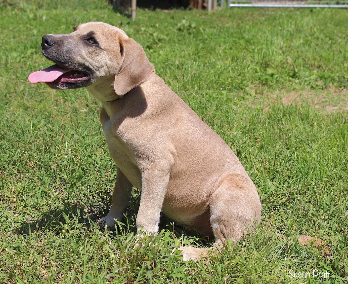 Ozzie, a ADOPTABLE mixed breed in Bedford, VA image 4/6