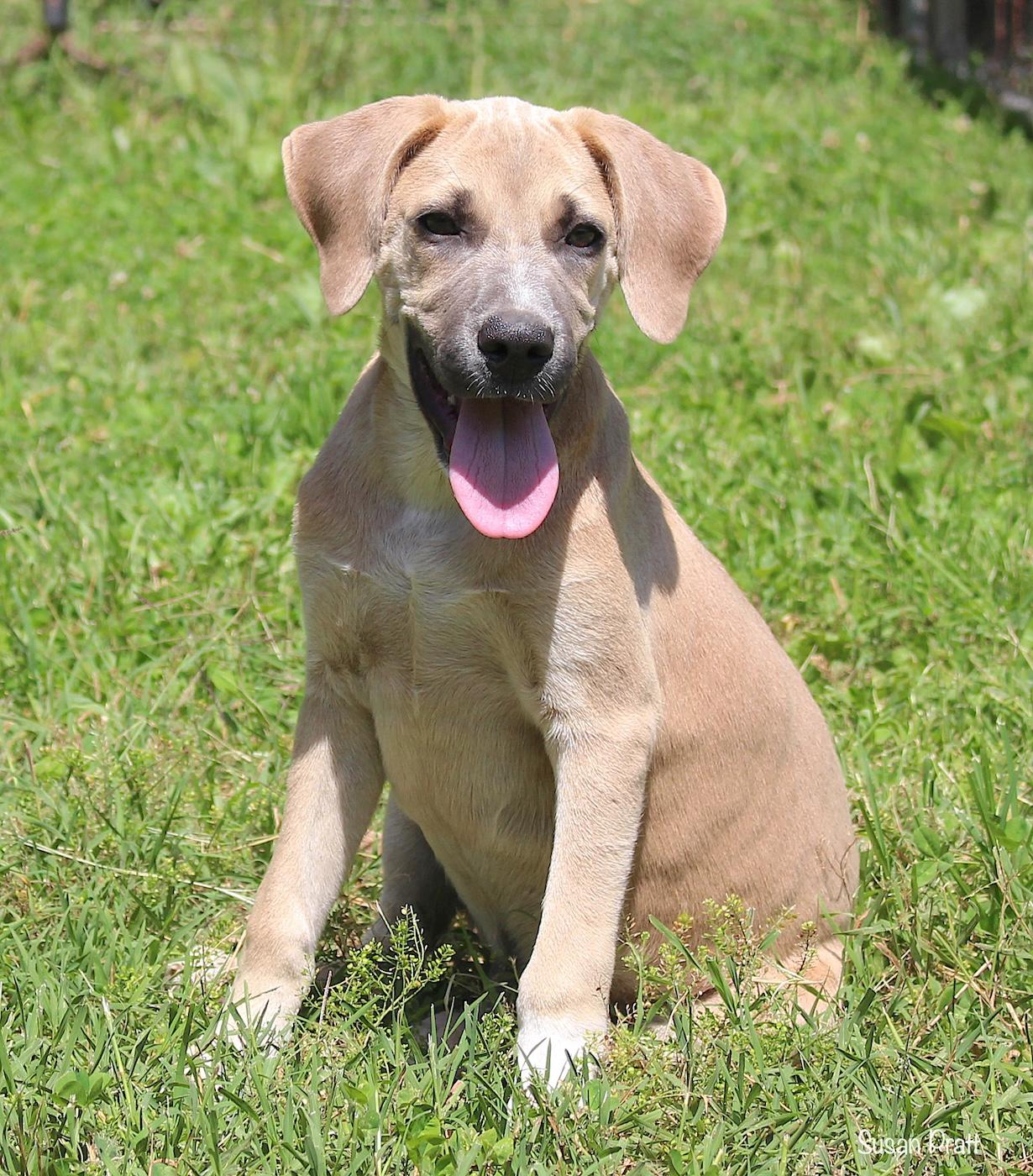 Ozzie, a ADOPTABLE mixed breed in Bedford, VA image 3/6