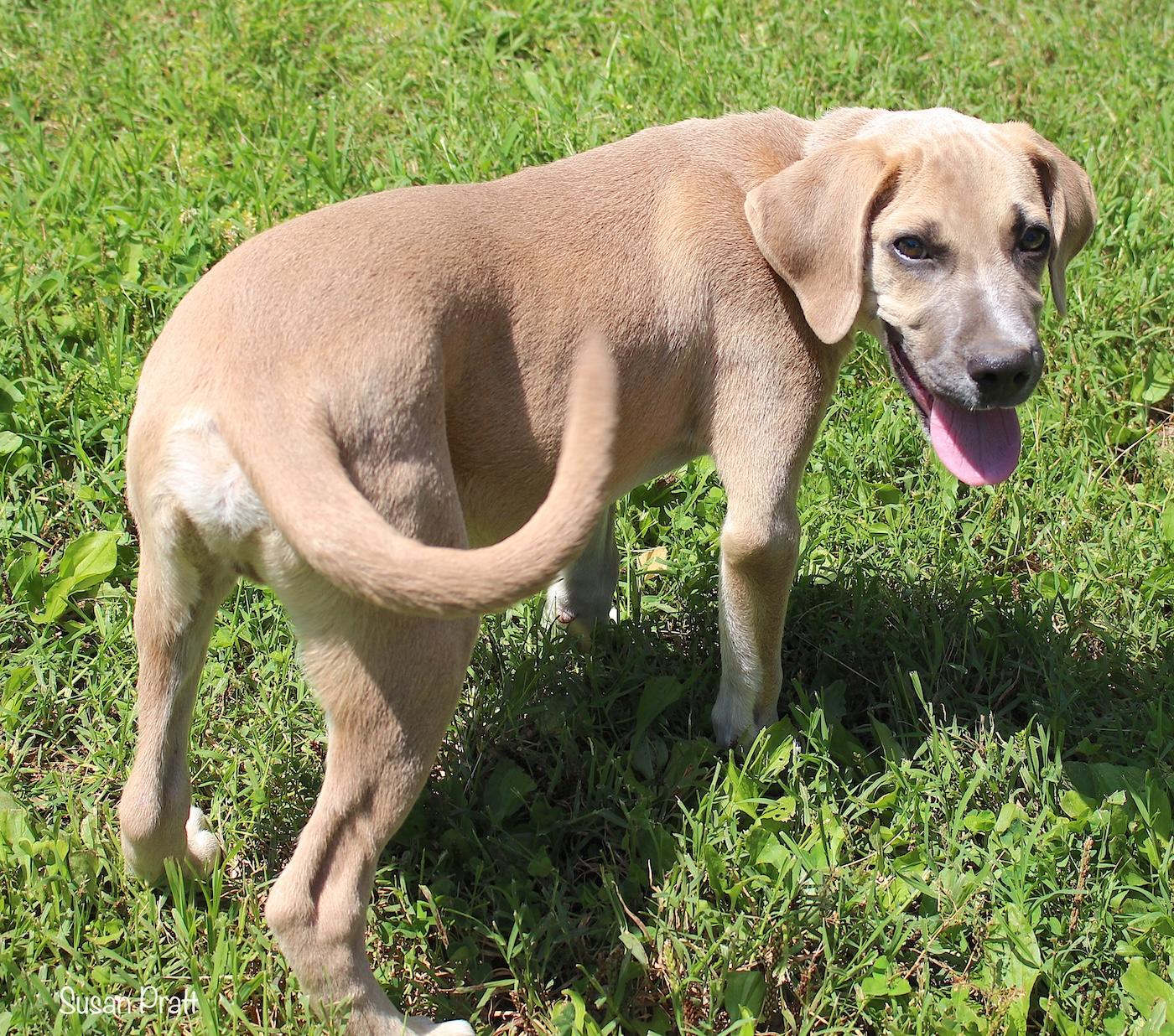 Ozzie, a ADOPTABLE mixed breed in Bedford, VA image 2/6