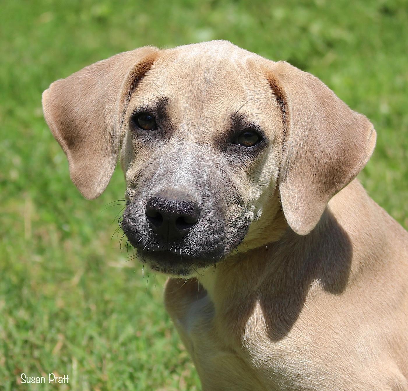 Ozzie, ADOPTABLE, Puppy Male Labrador Retriever & Great Dane.