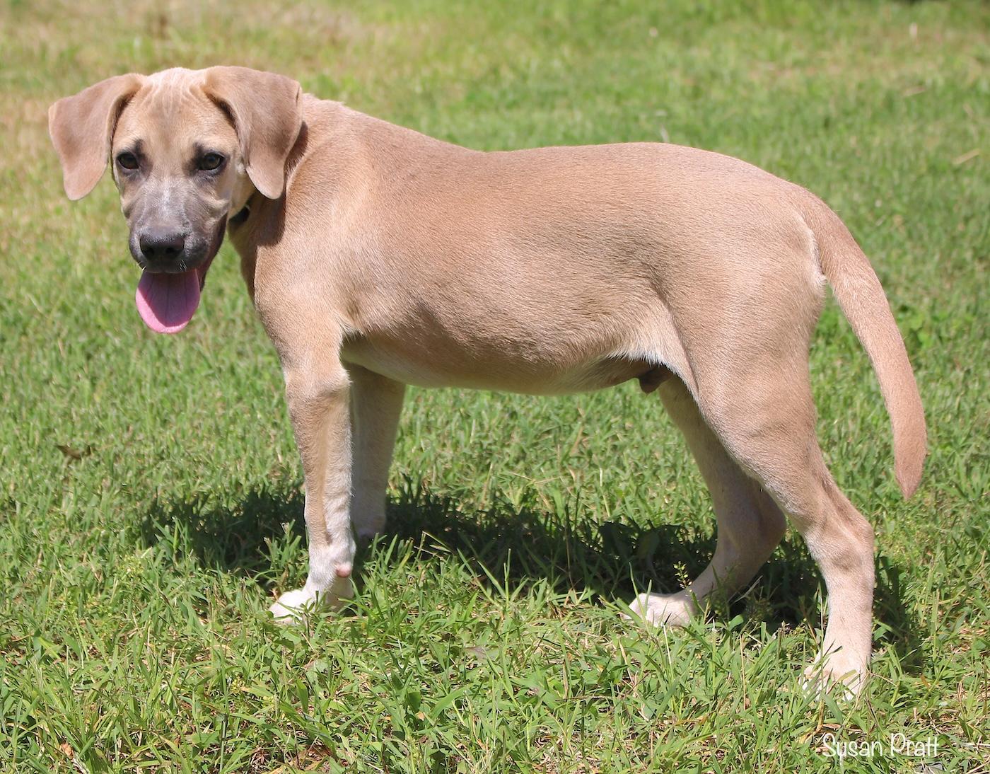 Ozzie, a ADOPTABLE mixed breed in Bedford, VA image 5/6
