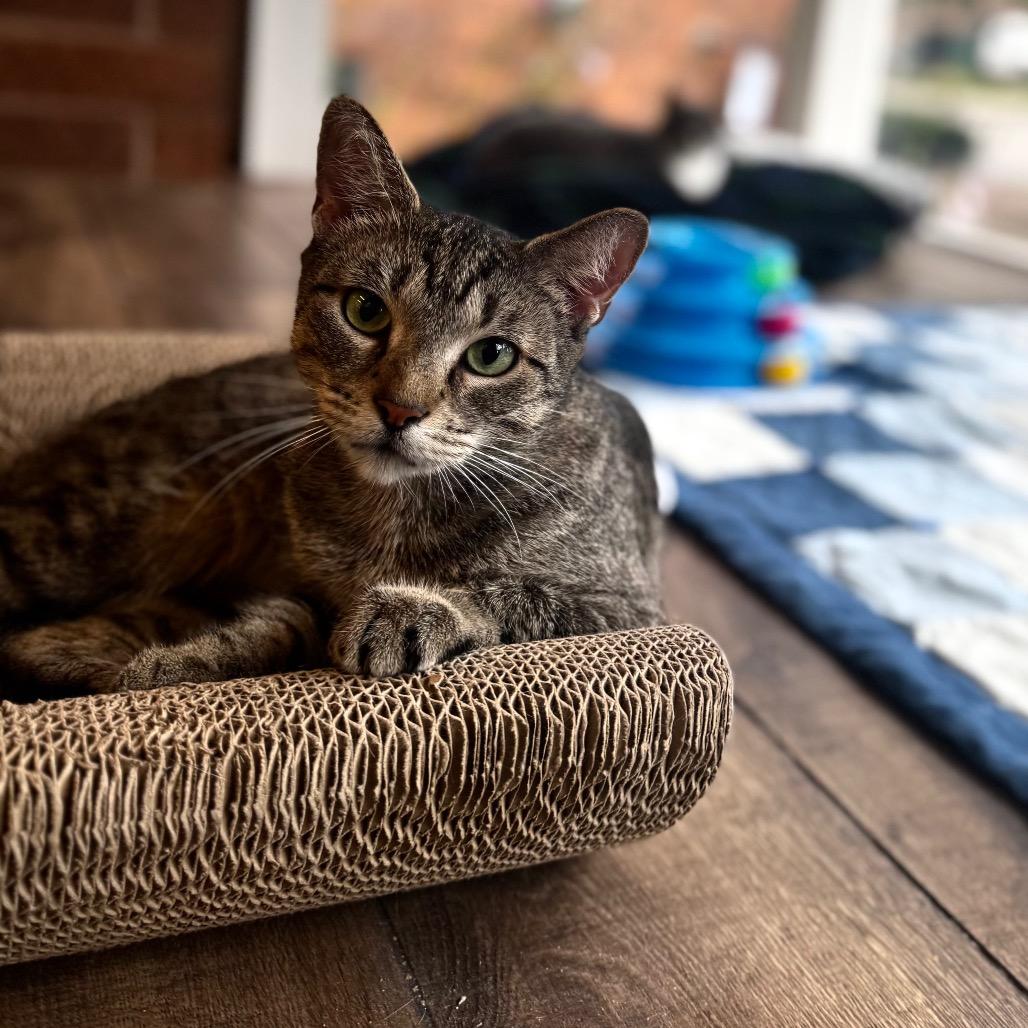 Chevelle, Adoptable, Young Female Domestic Short Hair.