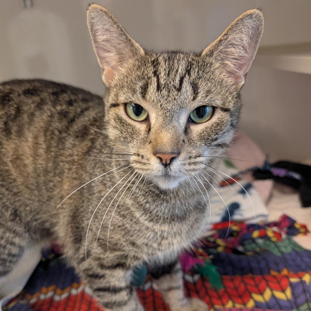 Chevelle, a Adoptable Domestic Short Hair in Wheeling, IL image 1/4