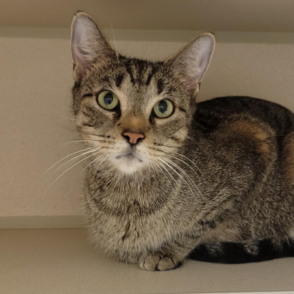 Chevelle, a Adoptable Domestic Short Hair in Wheeling, IL image 2/4