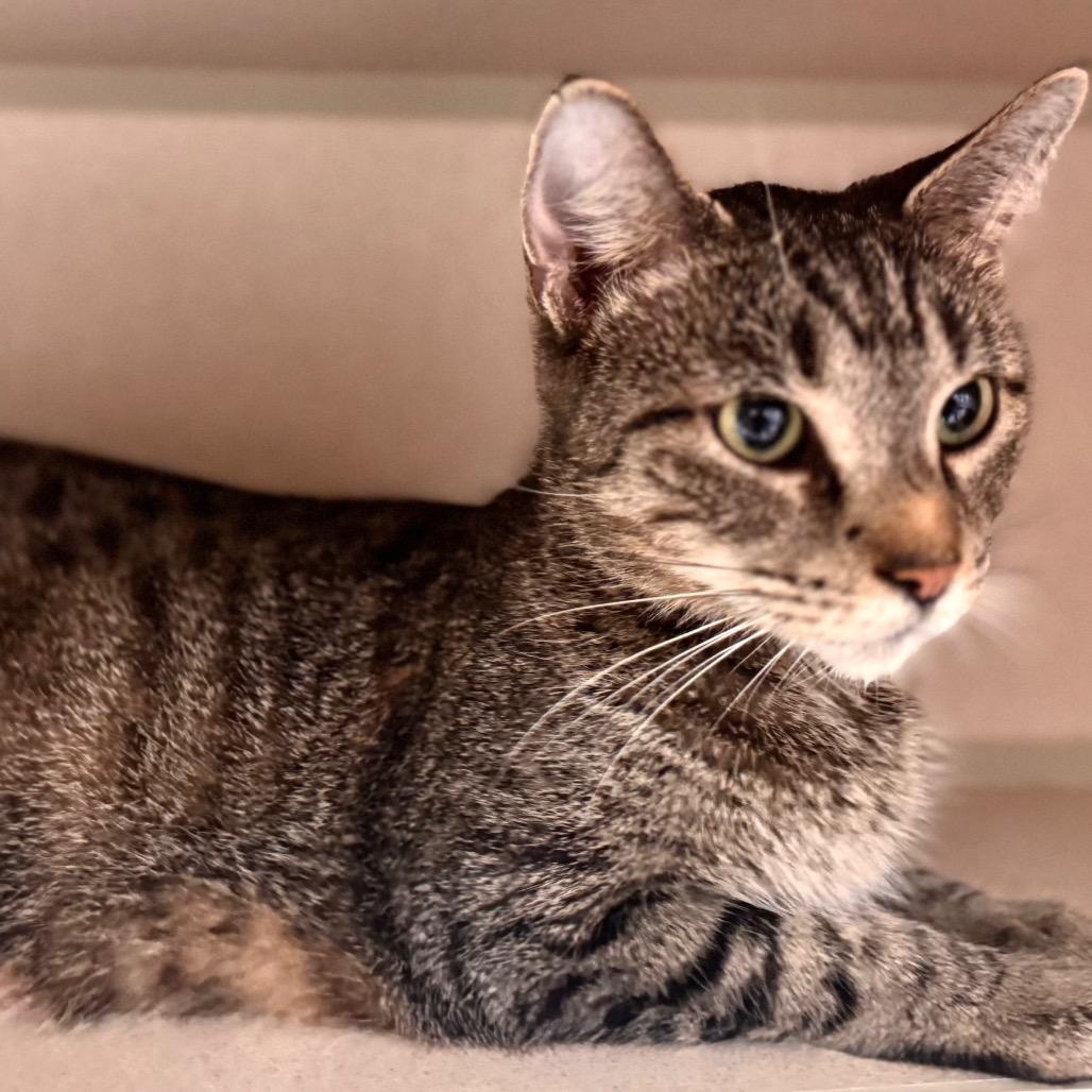 Chevelle, a Adoptable Domestic Short Hair in Wheeling, IL image 3/4