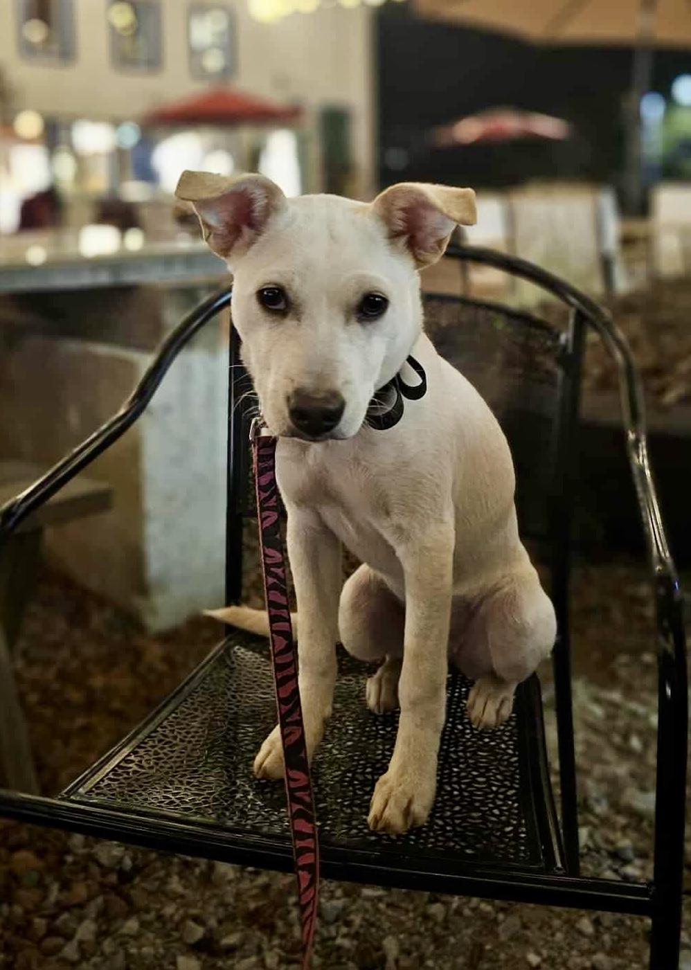 Demi, a Adoptable mixed breed in Pittsboro, NC image 3/6