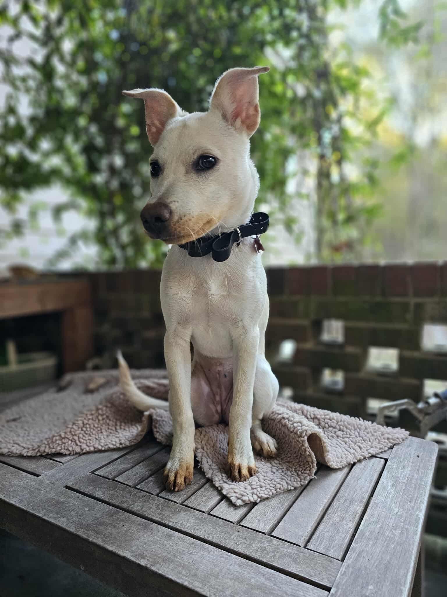 Demi, a Adoptable mixed breed in Pittsboro, NC image 2/6