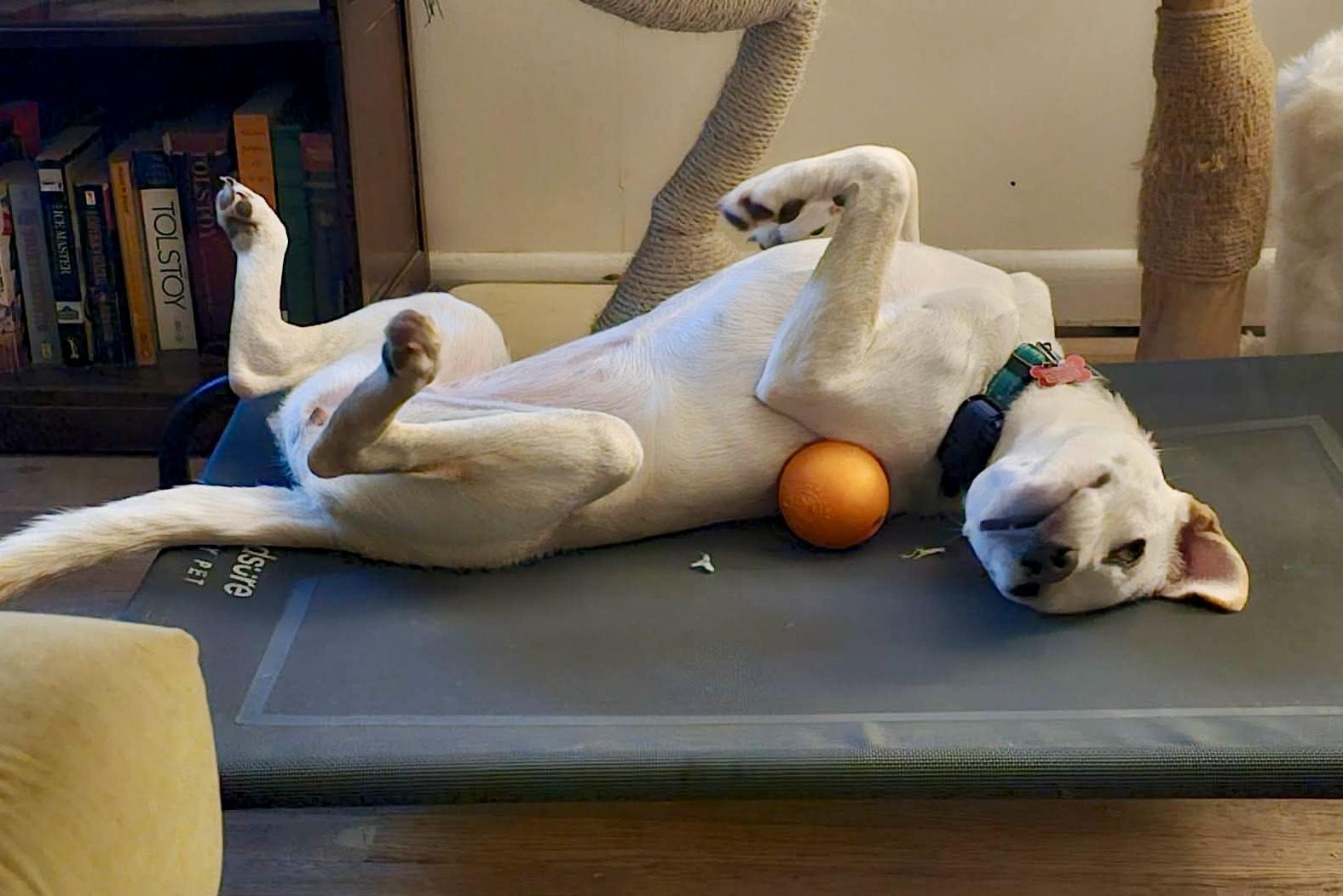 Enlarge Demi, a Adoptable mixed breed in Pittsboro, NC image 4/6