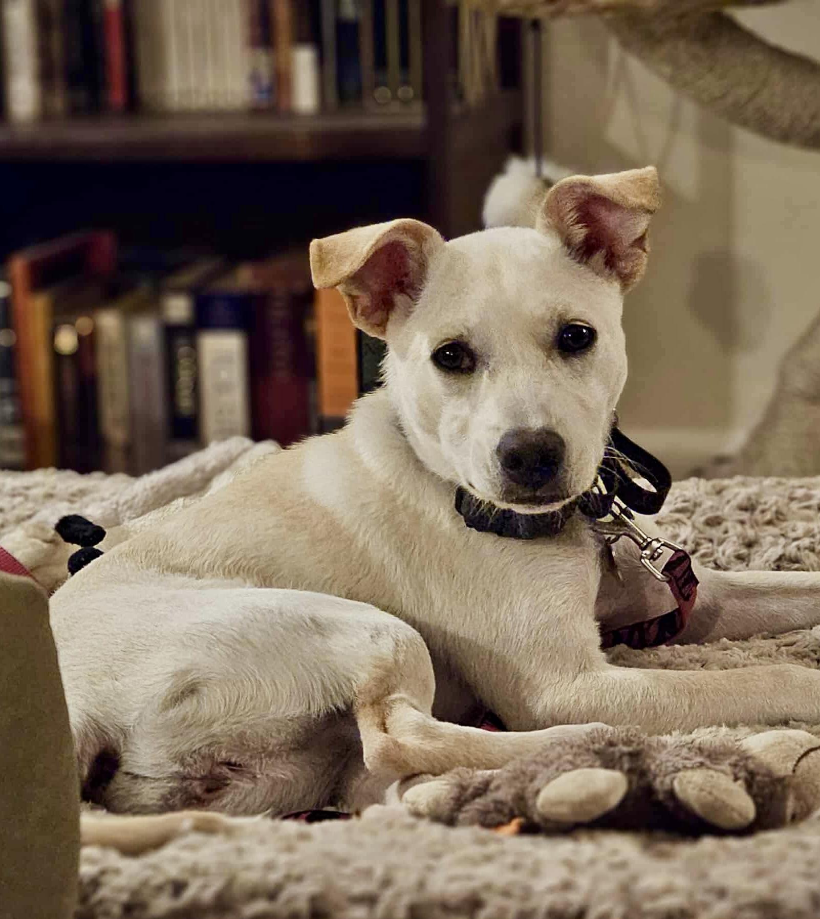 Demi, a Adoptable mixed breed in Pittsboro, NC image 4/6