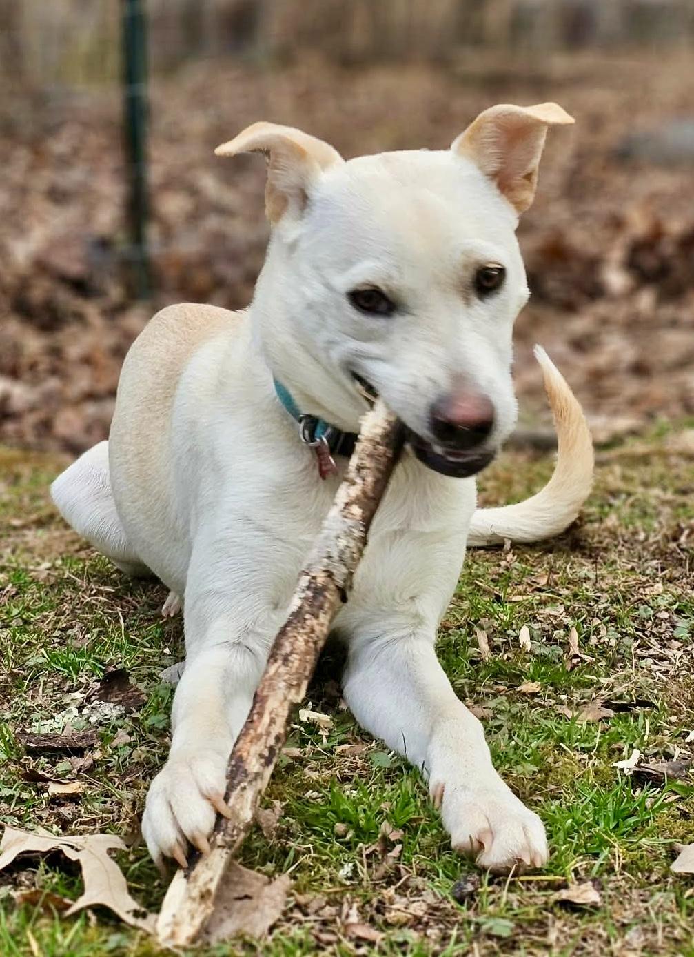 Enlarge Demi, a Adoptable mixed breed in Pittsboro, NC image 3/6