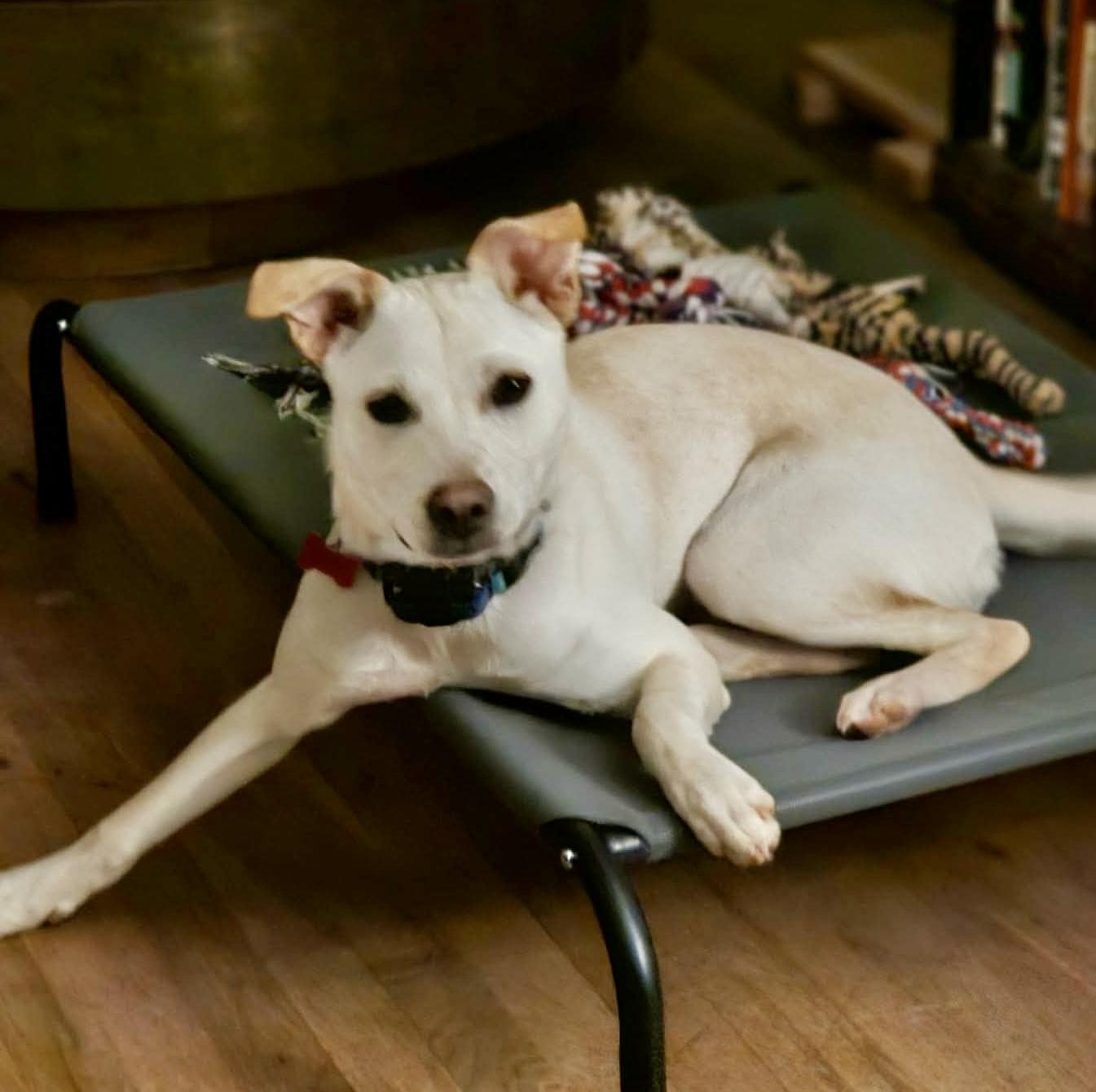 Enlarge Demi, a Adoptable mixed breed in Pittsboro, NC image 6/6