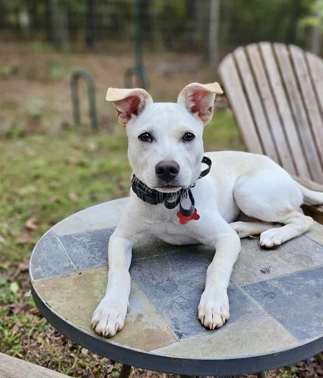 Demi, Adoptable, Young Female Labrador Retriever.