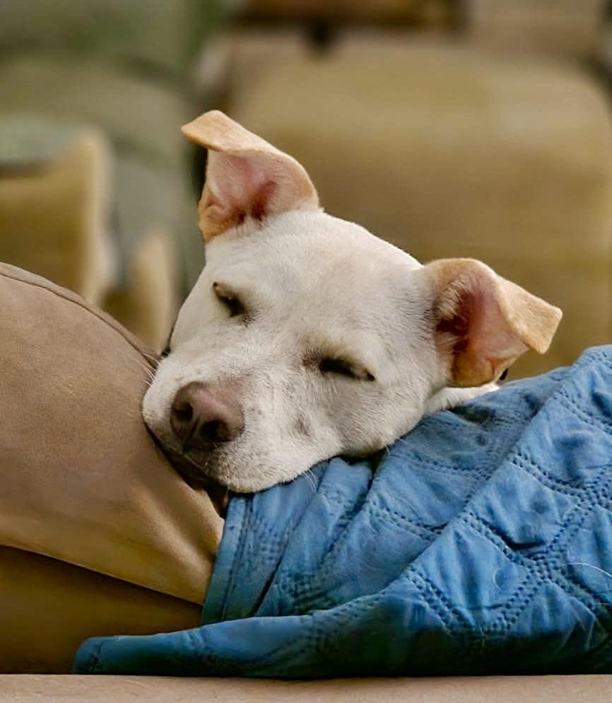 Enlarge Demi, a Adoptable mixed breed in Pittsboro, NC image 2/6