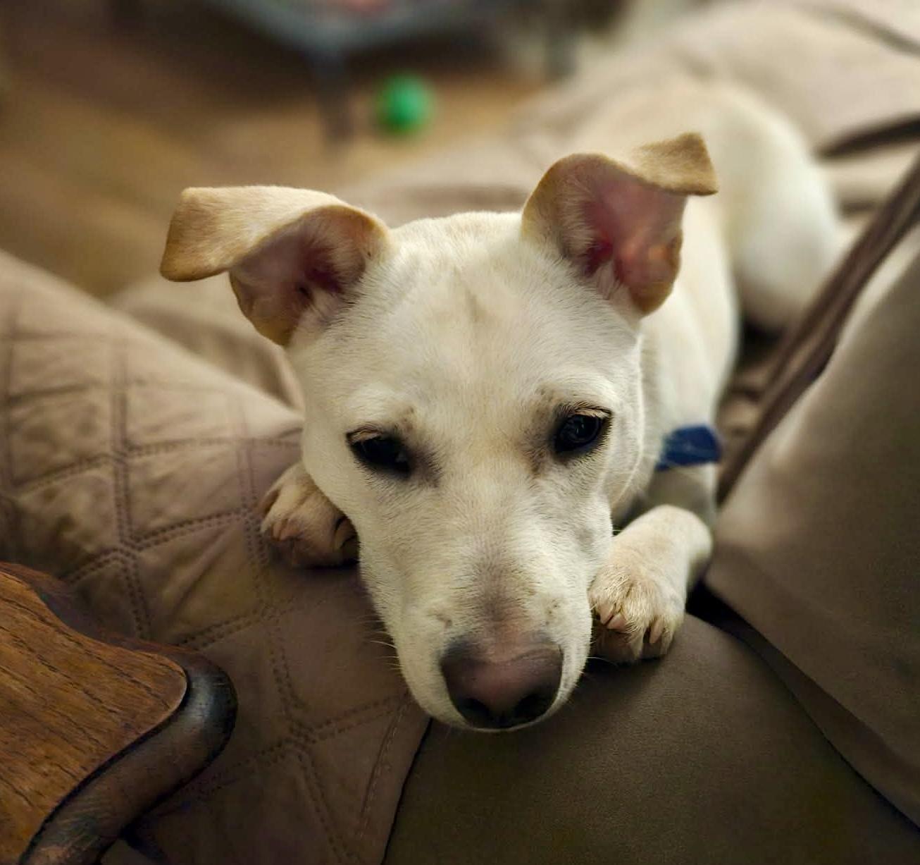 Demi, Adoptable, Young Female Pit Bull Terrier & Chihuahua.