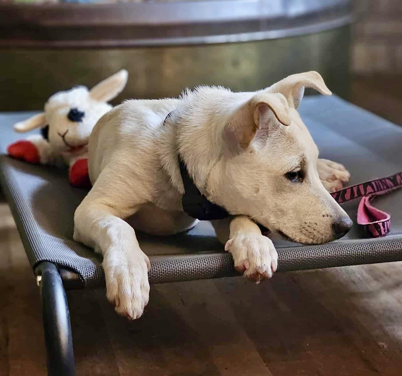 Demi, a Adoptable mixed breed in Pittsboro, NC image 5/6