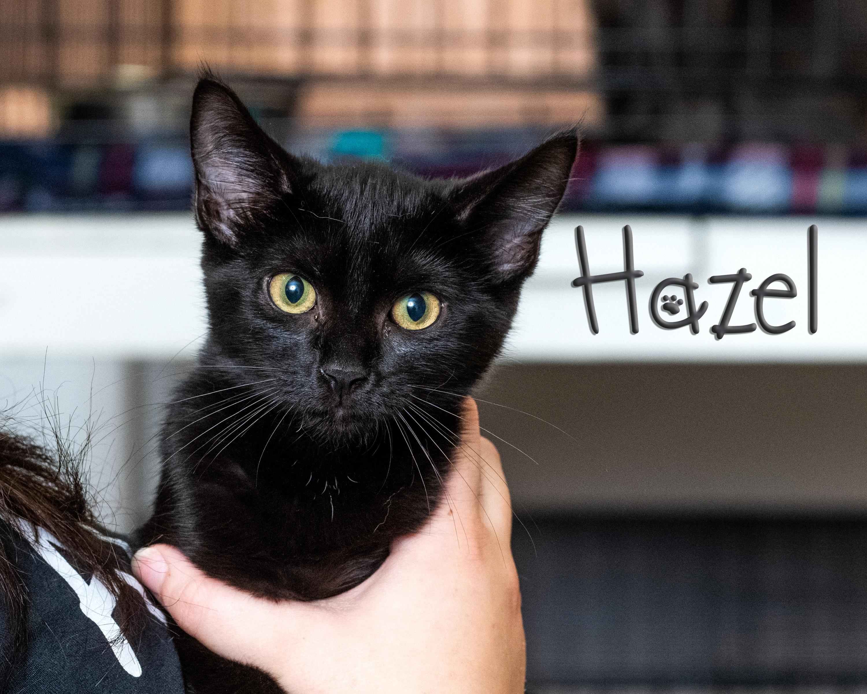 Enlarge Hazel, a Adoptable Domestic Short Hair in Somerset, PA image 1/1