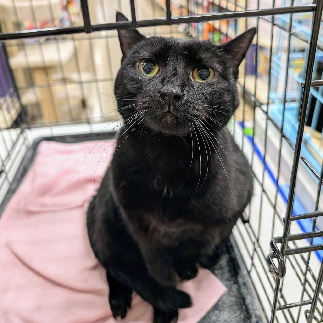 Enlarge Daisy, a Adoptable Domestic Short Hair in Norwood, OH image 1/1