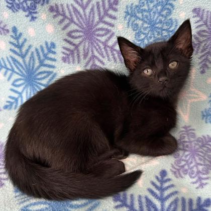 Ken, Adoptable, Kitten Male Domestic Short Hair & Domestic Short Hair.