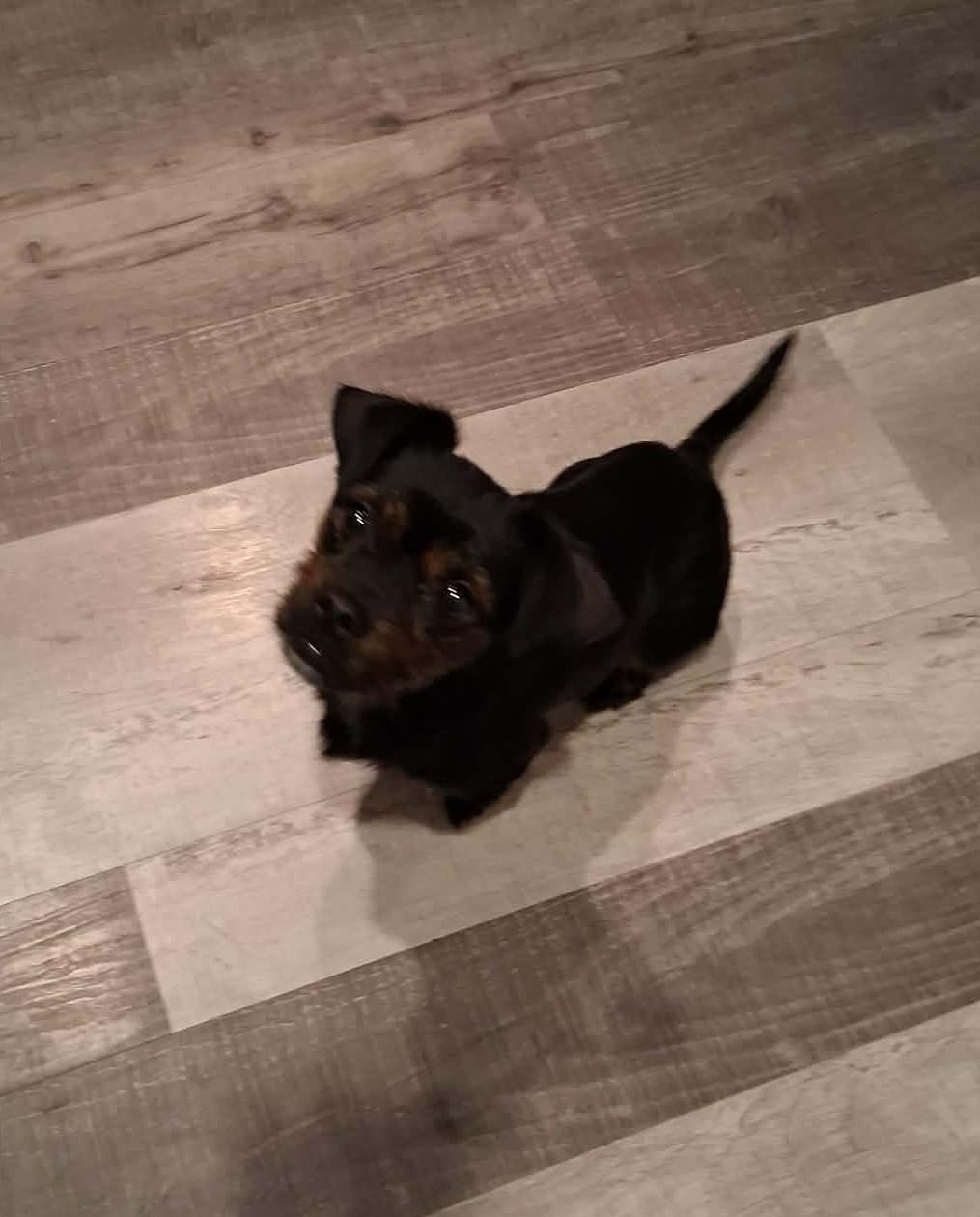 Polenta, ADOPTABLE, Young Female Wirehaired Terrier.