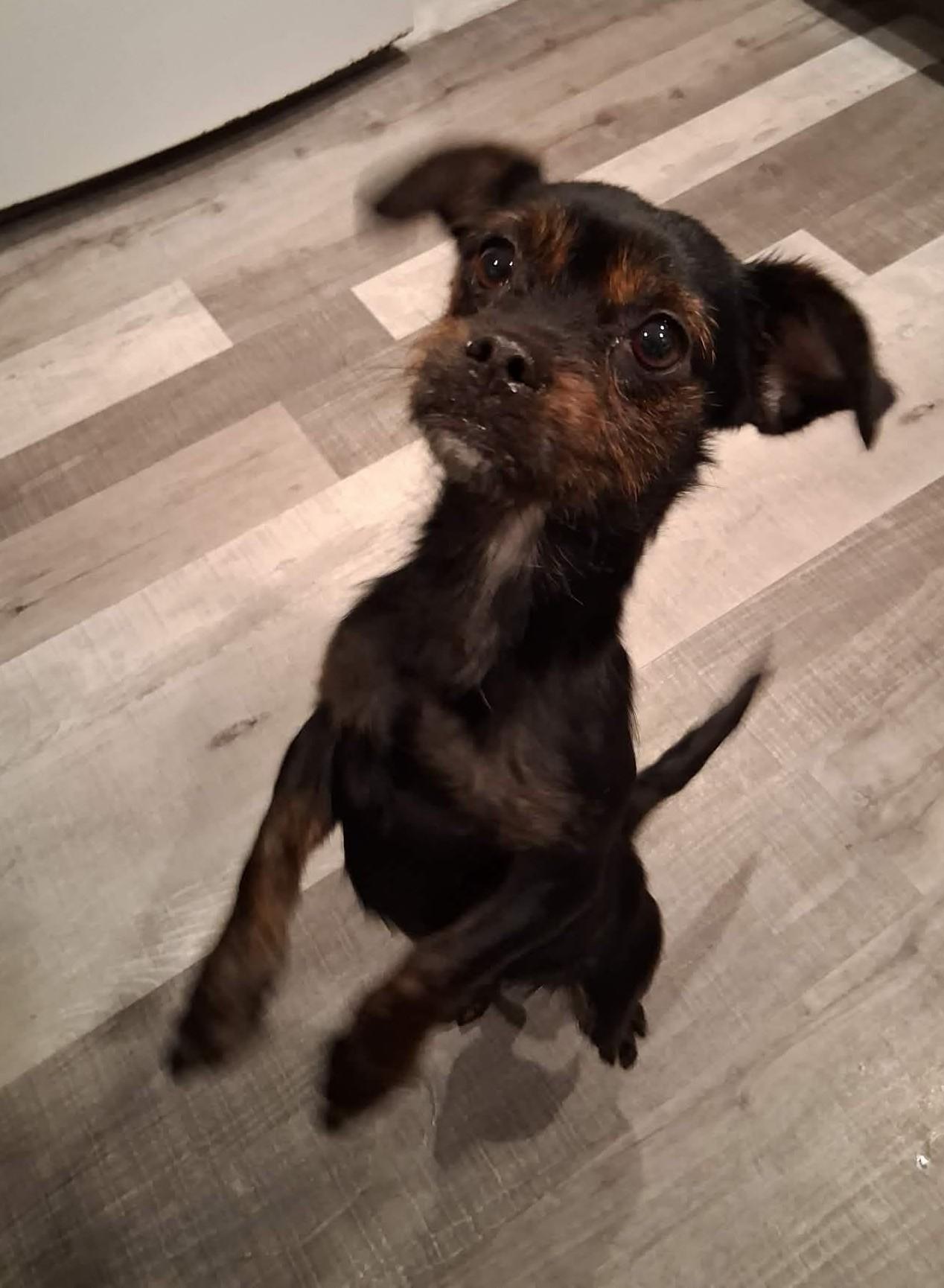 Polenta, a ADOPTABLE mixed breed in Blue Bell, PA image 2/2