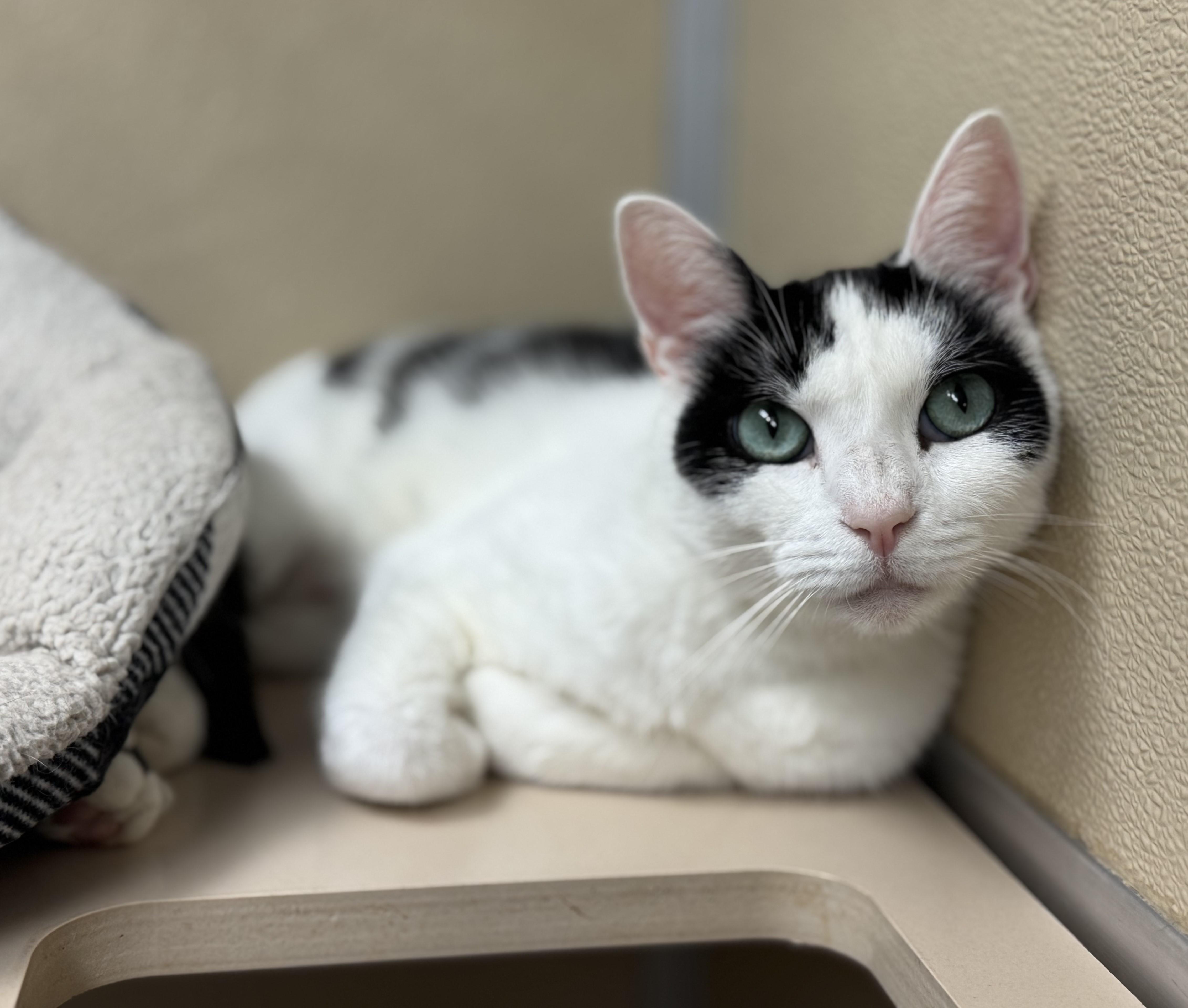 Penguin, a ADOPTABLE Domestic Short Hair in Kearneysville, WV image 2/3