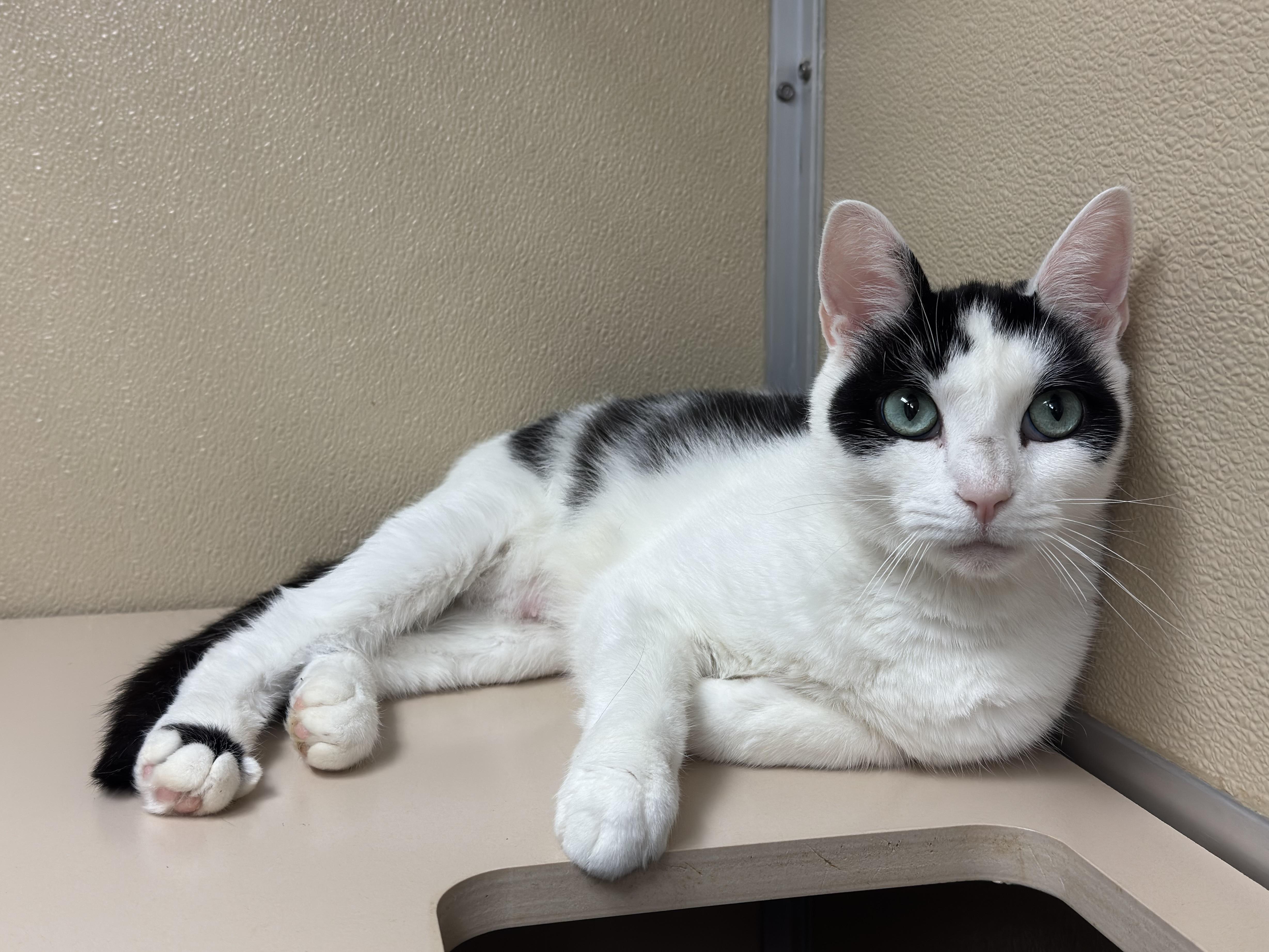 Penguin, a ADOPTABLE Domestic Short Hair in Kearneysville, WV image 3/3
