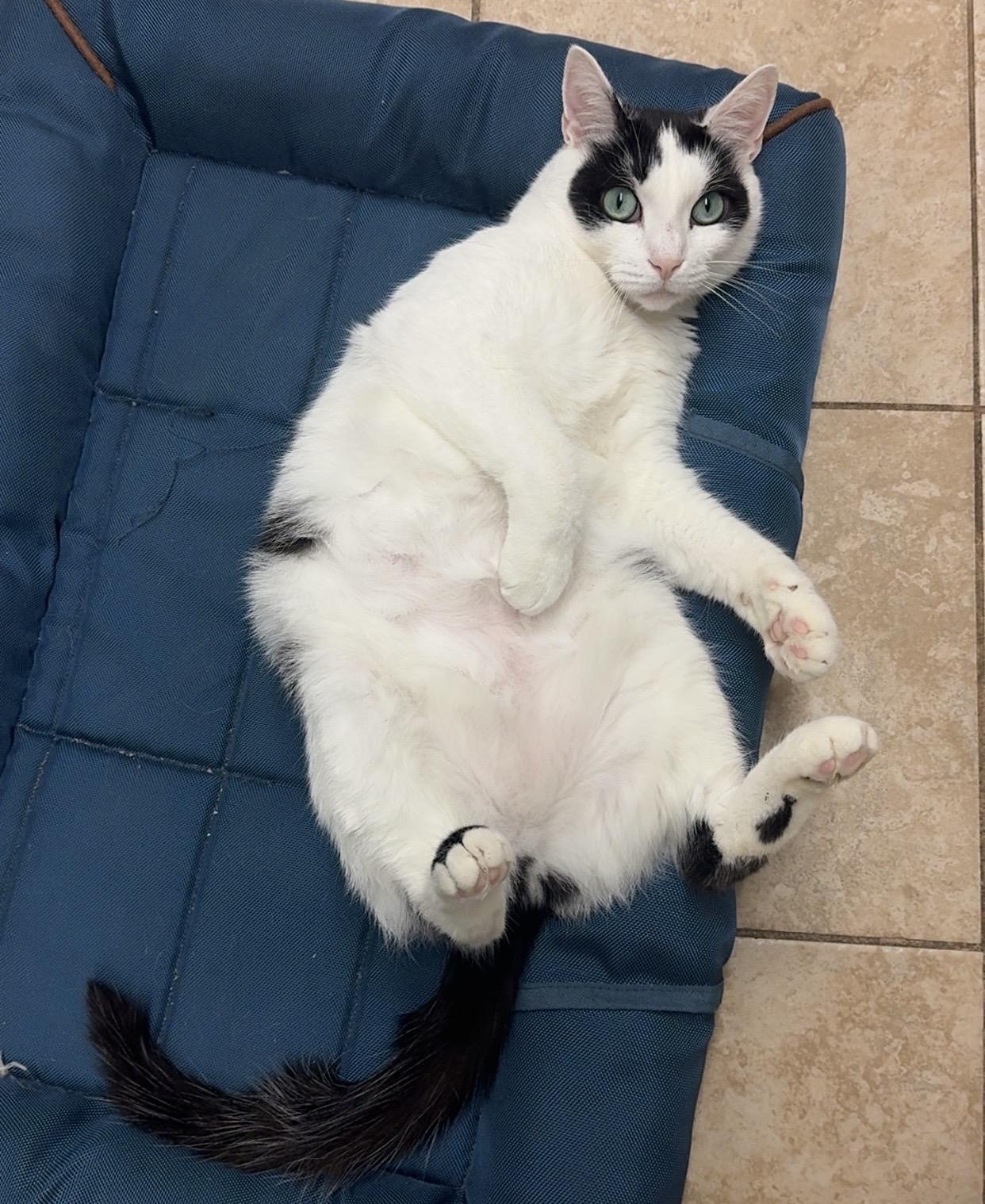 Penguin, Adoptable, Adult Female Domestic Short Hair.