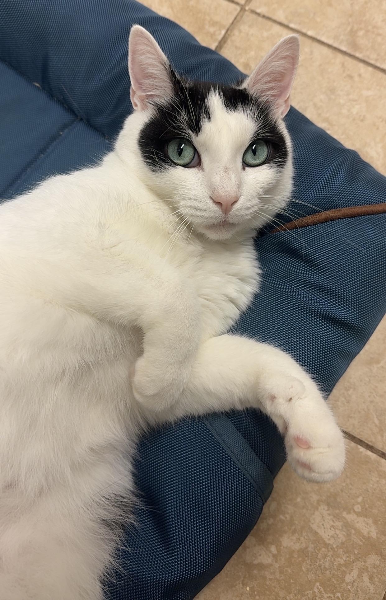 Enlarge Penguin, a Adoptable Domestic Short Hair in Kearneysville, WV image 4/4