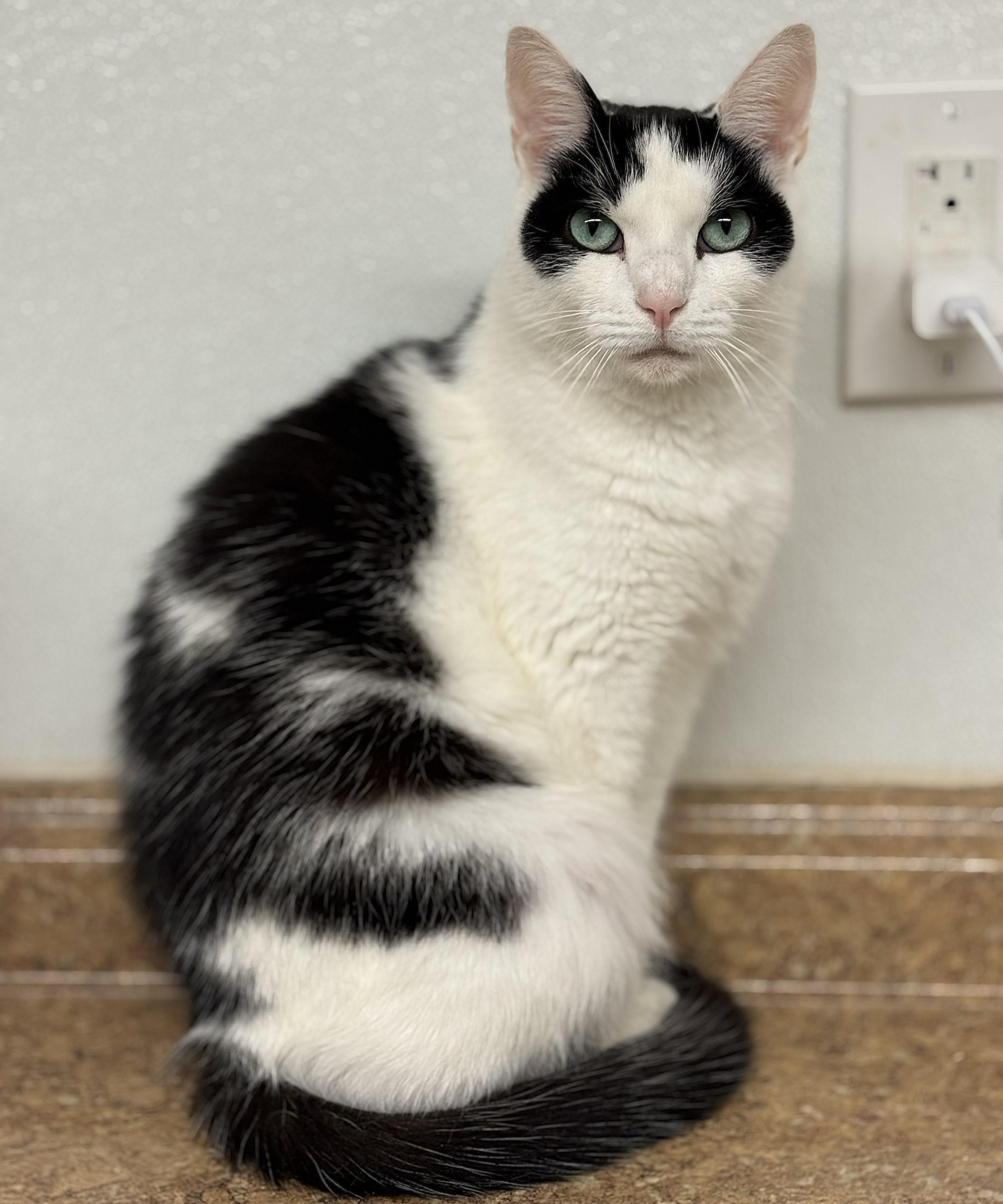 Penguin, ADOPTABLE, Adult Female Domestic Short Hair.