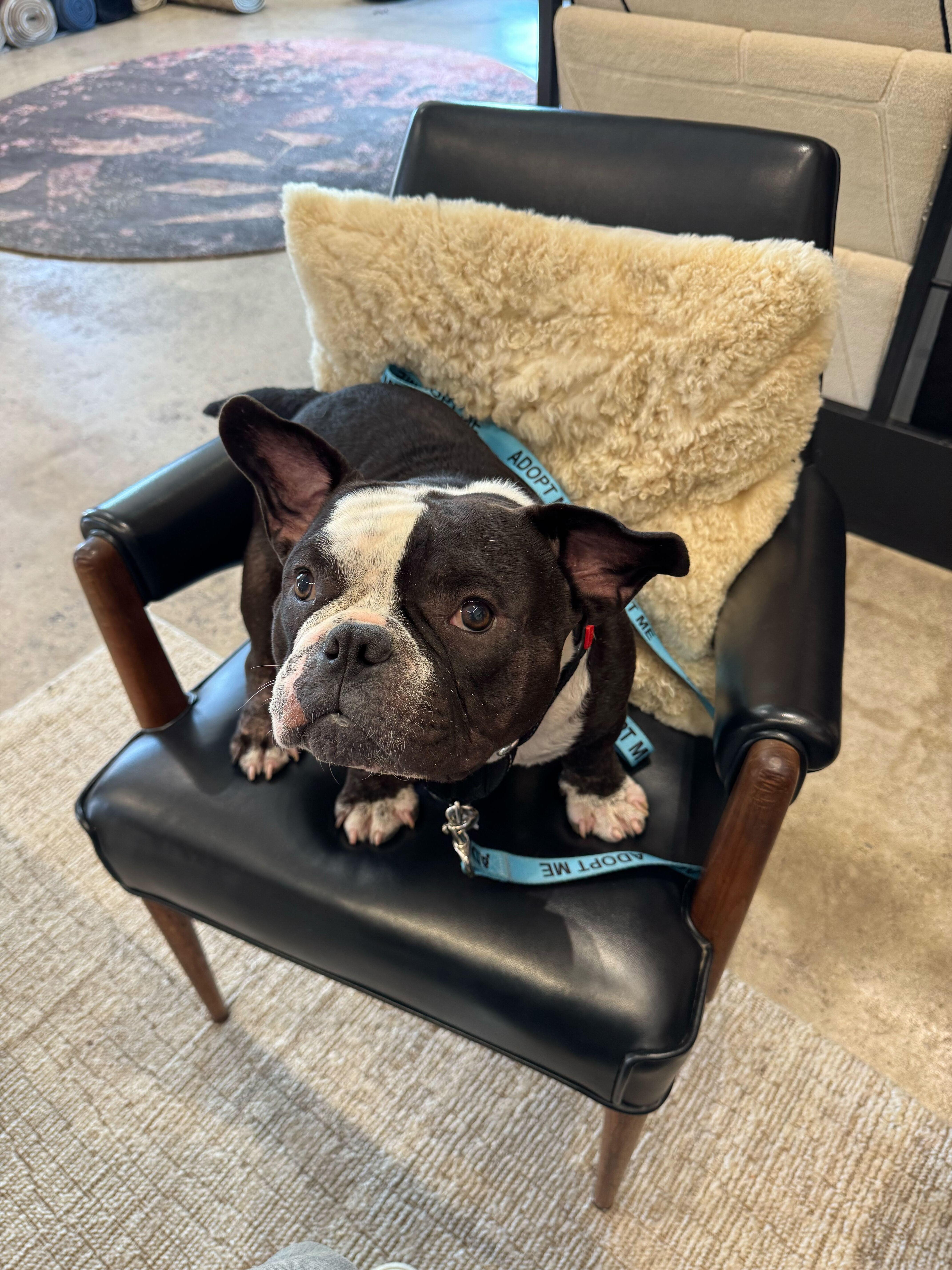 Sherman, a ADOPTABLE American Bully in West Hollywood, CA image 5/5