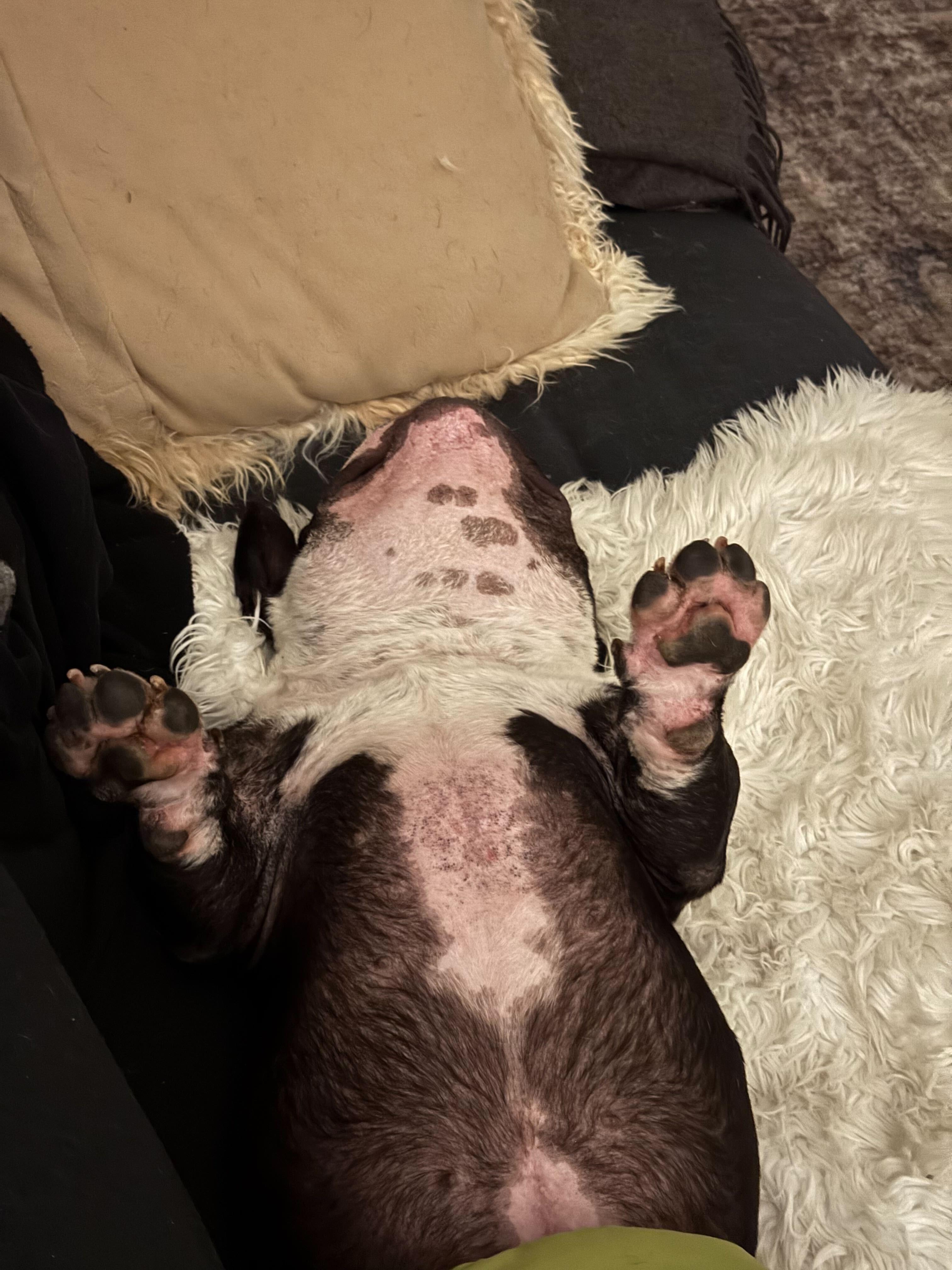 Sherman, a ADOPTABLE American Bully in West Hollywood, CA image 4/5