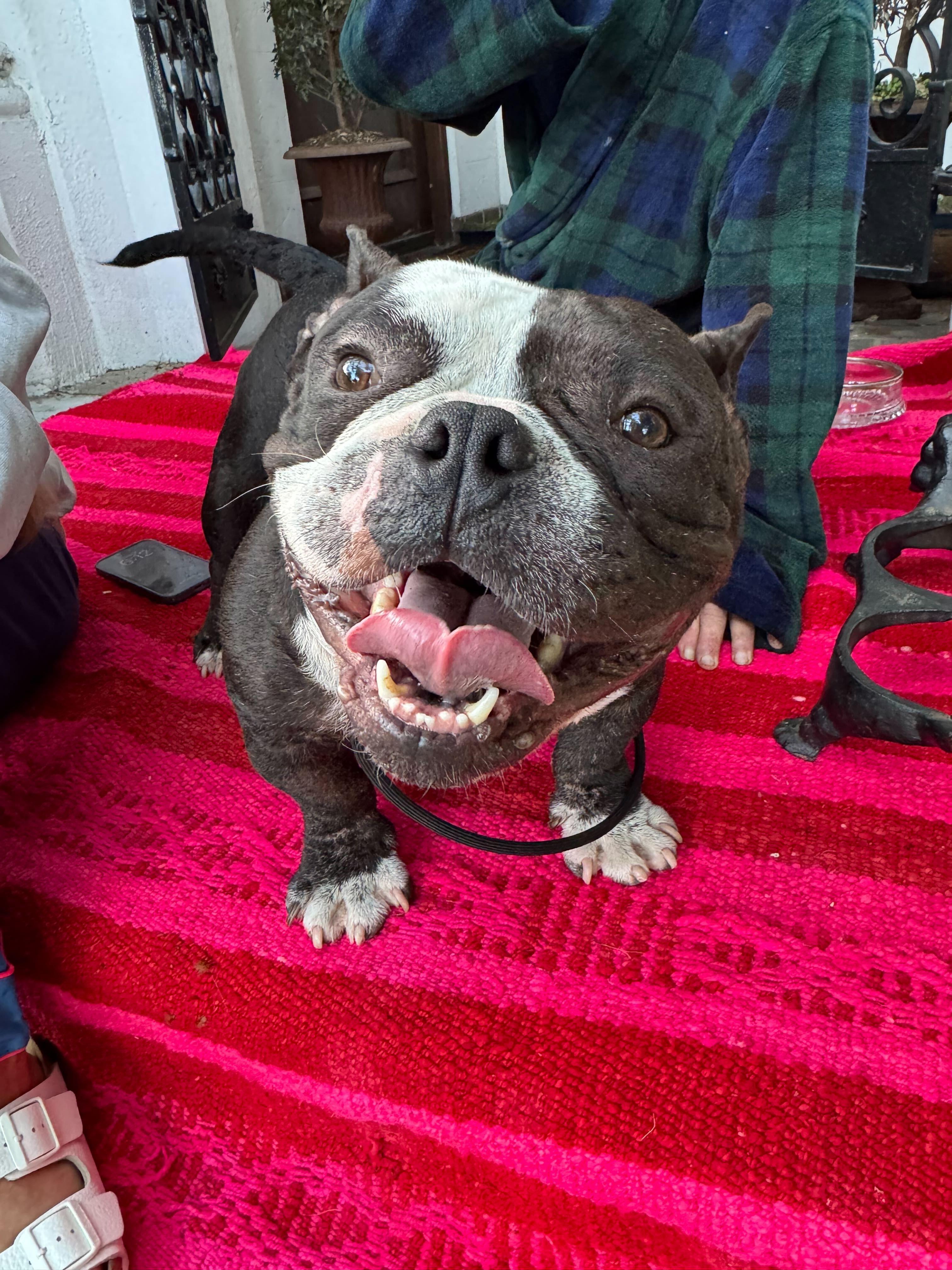 Sherman, ADOPTABLE, Young Male American Bully.